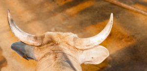 Cornes pointues d'une bête